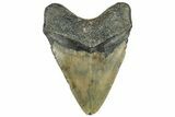 Bargain, Fossil Megalodon Tooth - Serrated Blade #309463-2